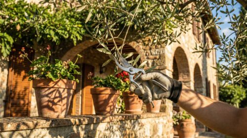 5 soluzioni legali per l’ombra degli alberi del vicino che devi conoscere