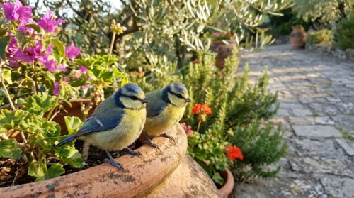 scopri quali sono questi piccoli uccelli nel mio giardino e impara a riconoscerli facilmente con la nostra guida dettagliata.