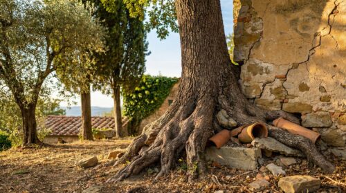Non piantate mai questi 12 alberi vicino a casa vostra: crepano i muri e danneggiano le vostre tubature